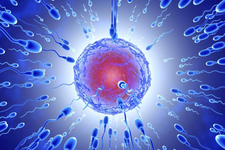 Qu&rsquo;est-ce qu&rsquo;un zygote ?  Comment il se forme et devient un embryon