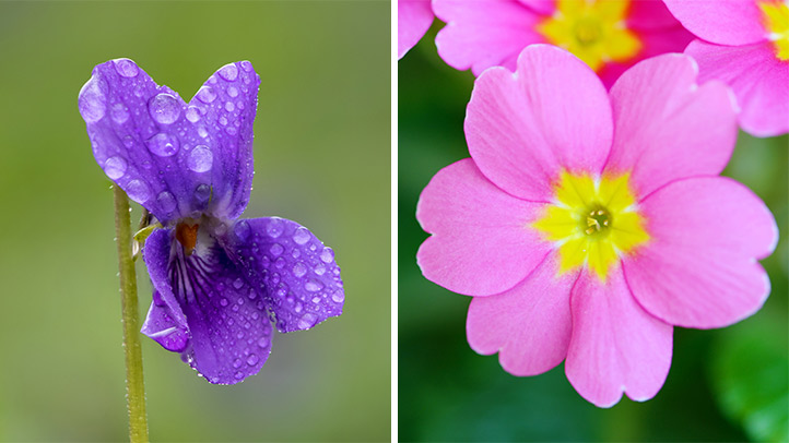 Fleurs de naissance de février : violette et primevère