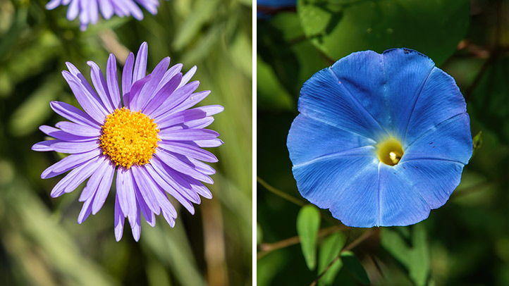 Les fleurs de naissance de septembre symbolisent un enfant qui réchauffera votre âme