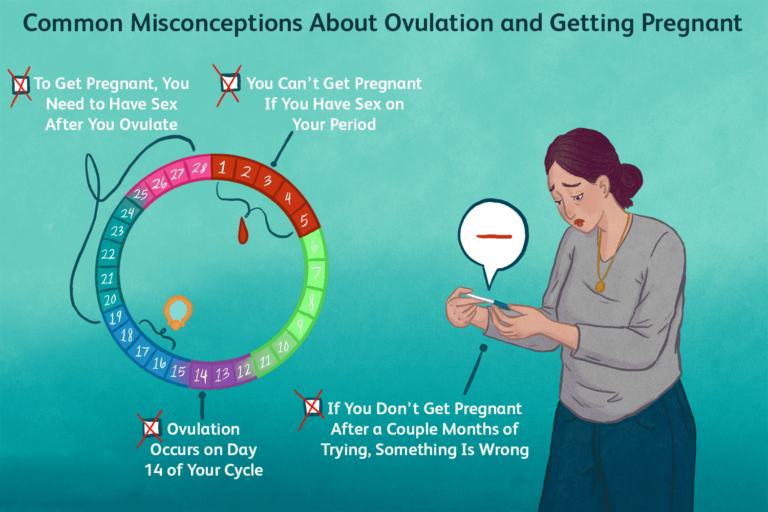 Ovulation et grossesse : tout savoir