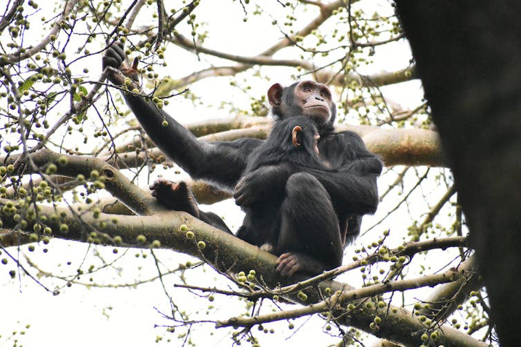 Une femelle chimpanzé est assise avec son bébé sur une branche d'arbre.