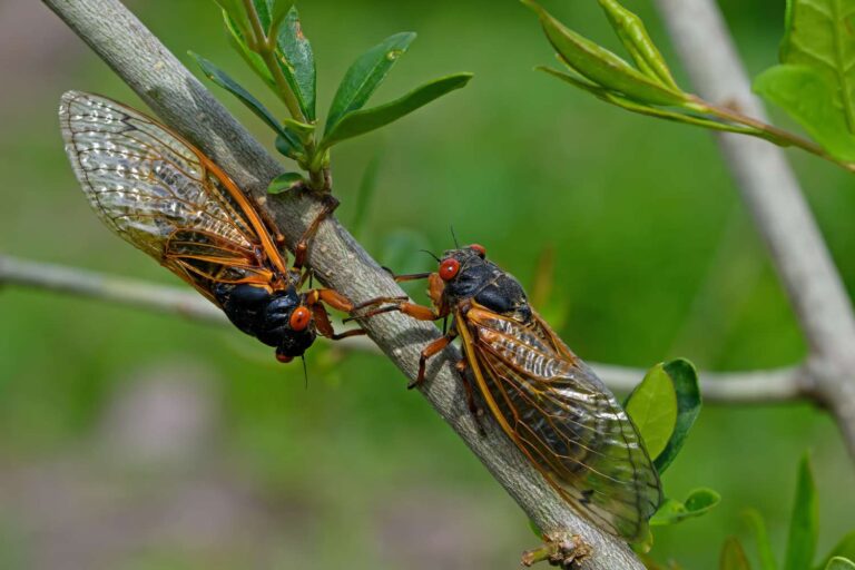 Bill Nye parle franchement des cigales et des araignées Joro