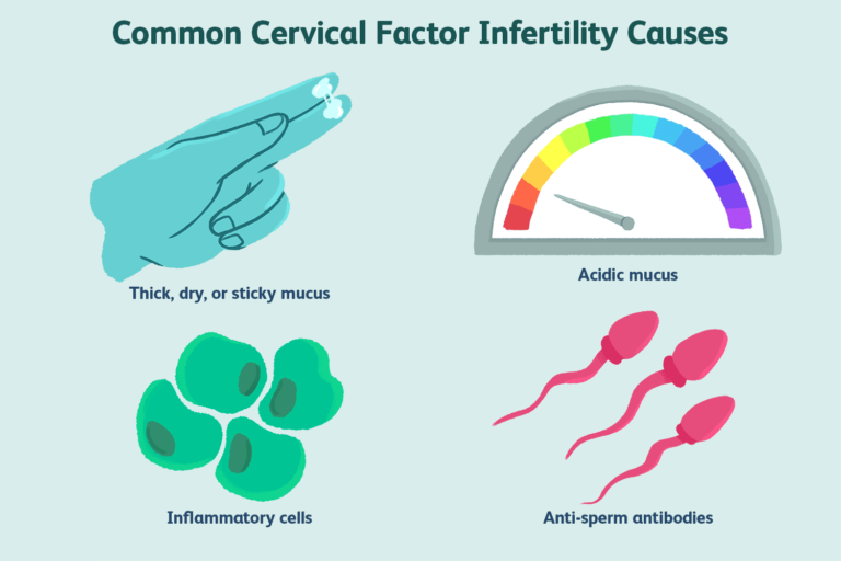 Causes et comment cela affecte la fertilité