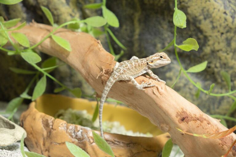 Le CDC met en garde contre le fait d'avoir des dragons barbus comme animaux de compagnie