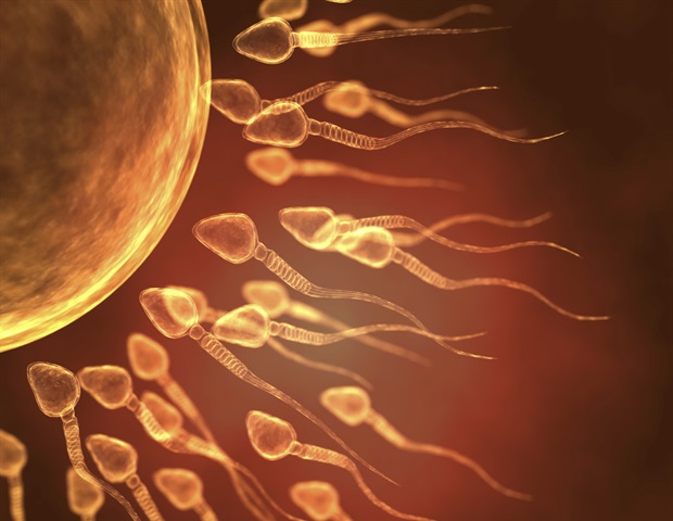 Comprendre l'impact des dommages à l'ADN des spermatozoïdes sur les risques de grossesse par FIV
