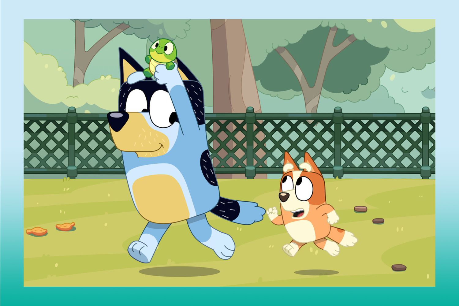 Qu'est-ce qu'un mari Blue Heeler?