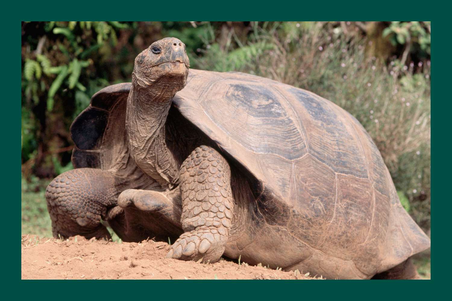 Les tortues vieilles de 100 ans deviennent des parents pour la première fois