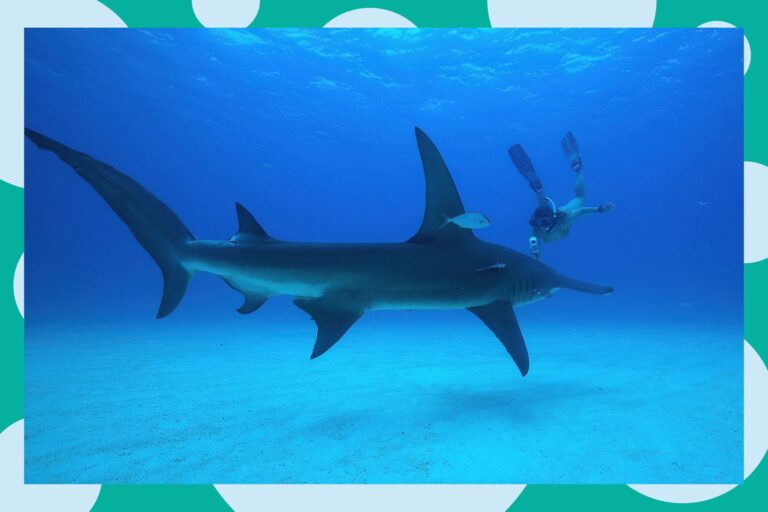 Marine Scientist explique pourquoi les enfants ne devraient pas craindre les requins