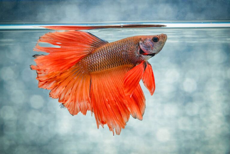 Les poissons Betta sont-ils de bons animaux de compagnie pour les enfants ?