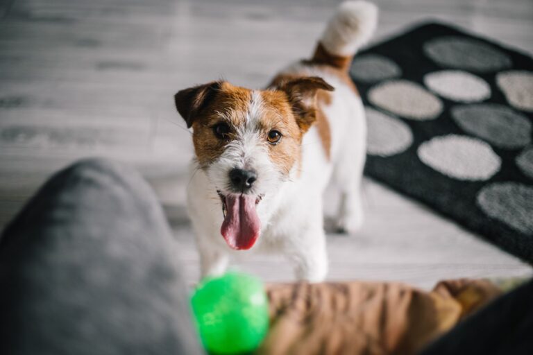 Un chien actif peut réellement rendre la vie de famille plus saine