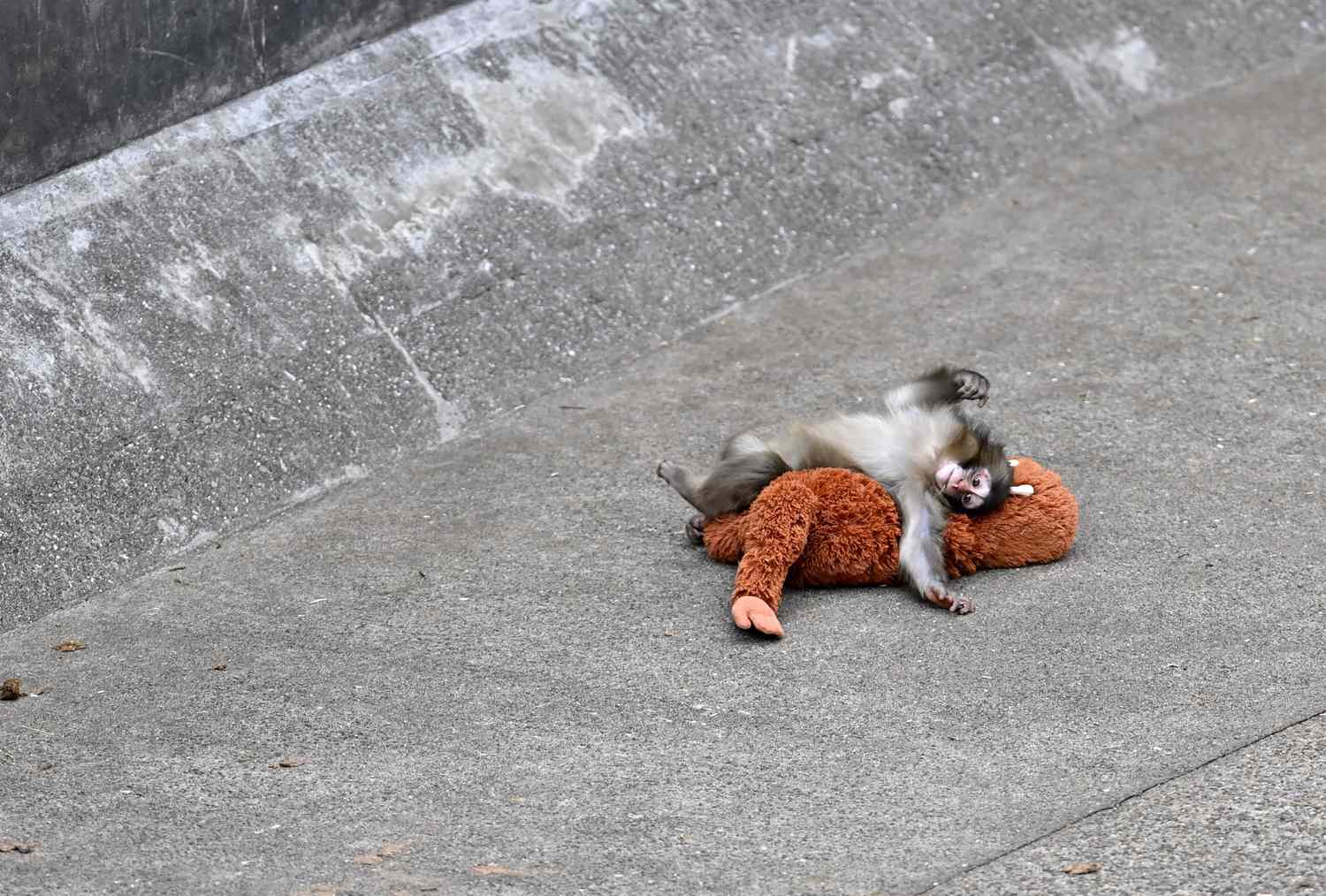 Pourquoi l'histoire de Punch the Monkey résonne auprès des parents